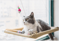 Cat window Bed - Jafsale.com