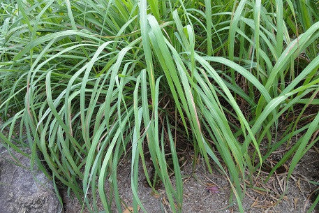 Citronella Essential Oil