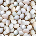 Farm Animals Eggs Cotton Fabric