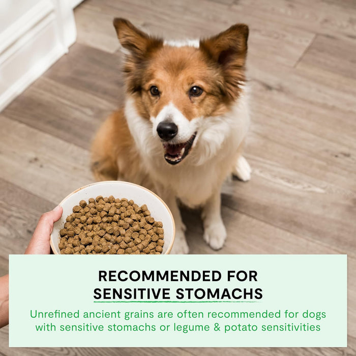 Open Farm Wild-Caught Salmon & Ancient Grains Dry Dog Food, 4 lb