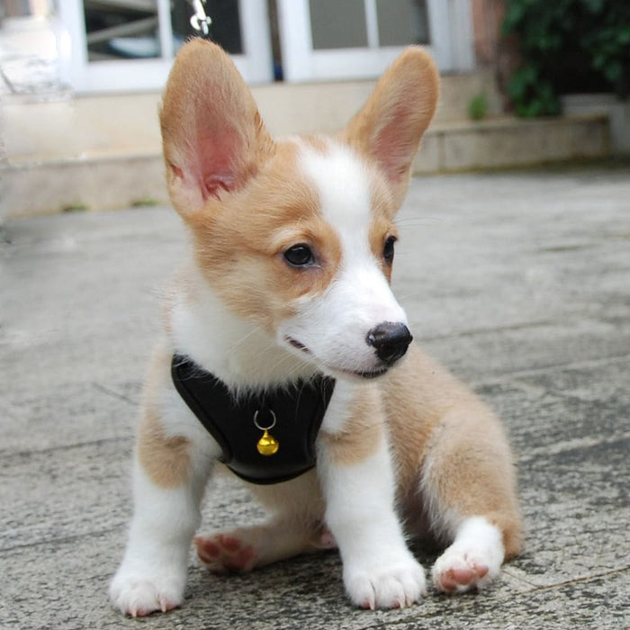 Pet Cat Dog Harness Vest