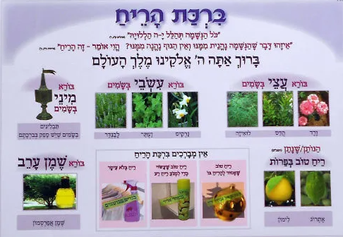 POSTER: BRACHA ON SMELL - Creative Kids