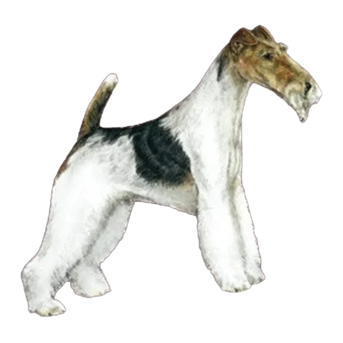 The Terrier Grooming Chart Book by Sam Kohl