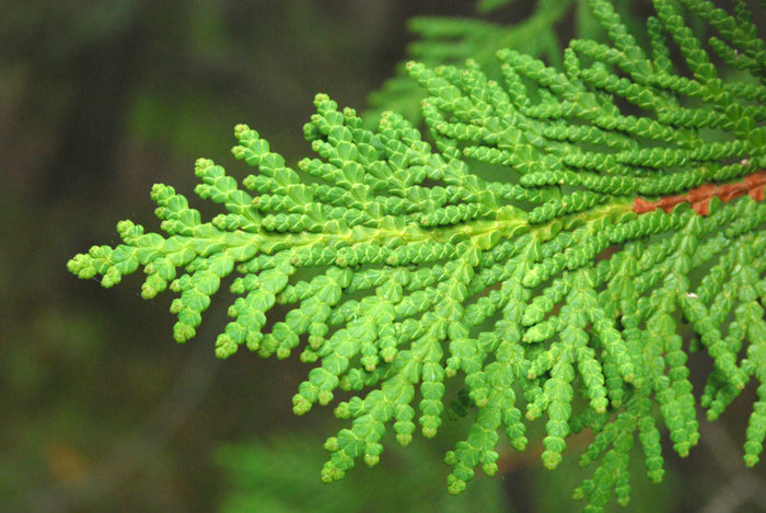 Thuja Essential Oil - Cedar Leaf