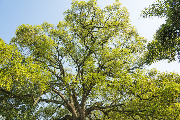 Camphor Essential Oil