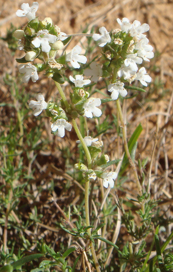 White Thyme Essential Oil